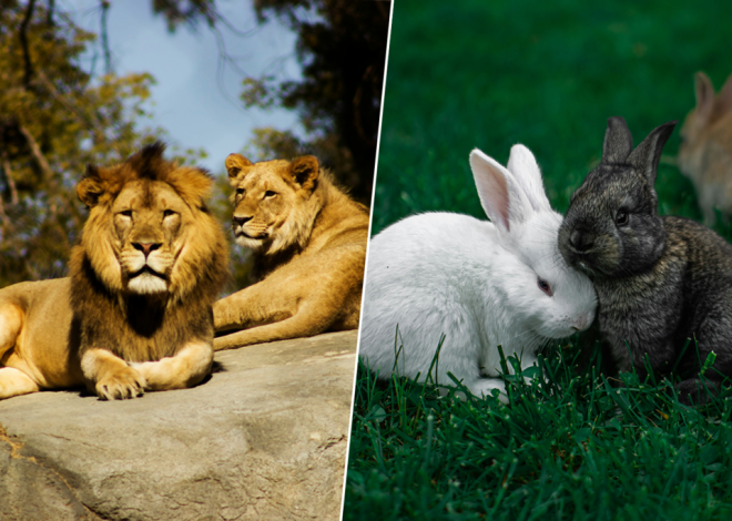 Un zoo de Dinamarca ha tenido una escabrosa idea: si ya no quieres a tu mascota, se lo comen sus leones