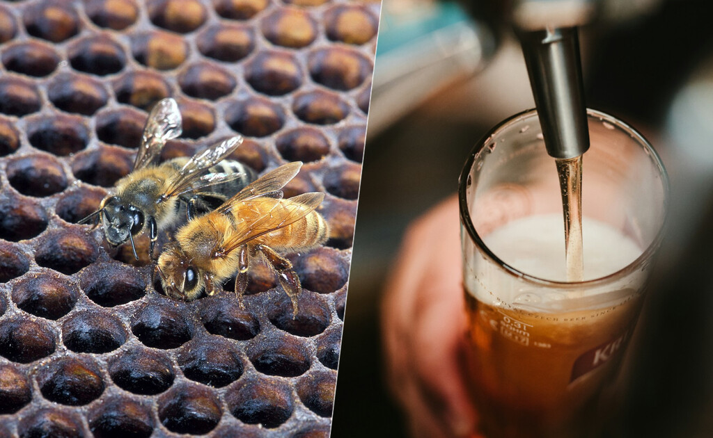 La última idea extrema en la fermentación de cerveza no tiene que ver con el alcohol. Tiene que ver con abejas asesinas